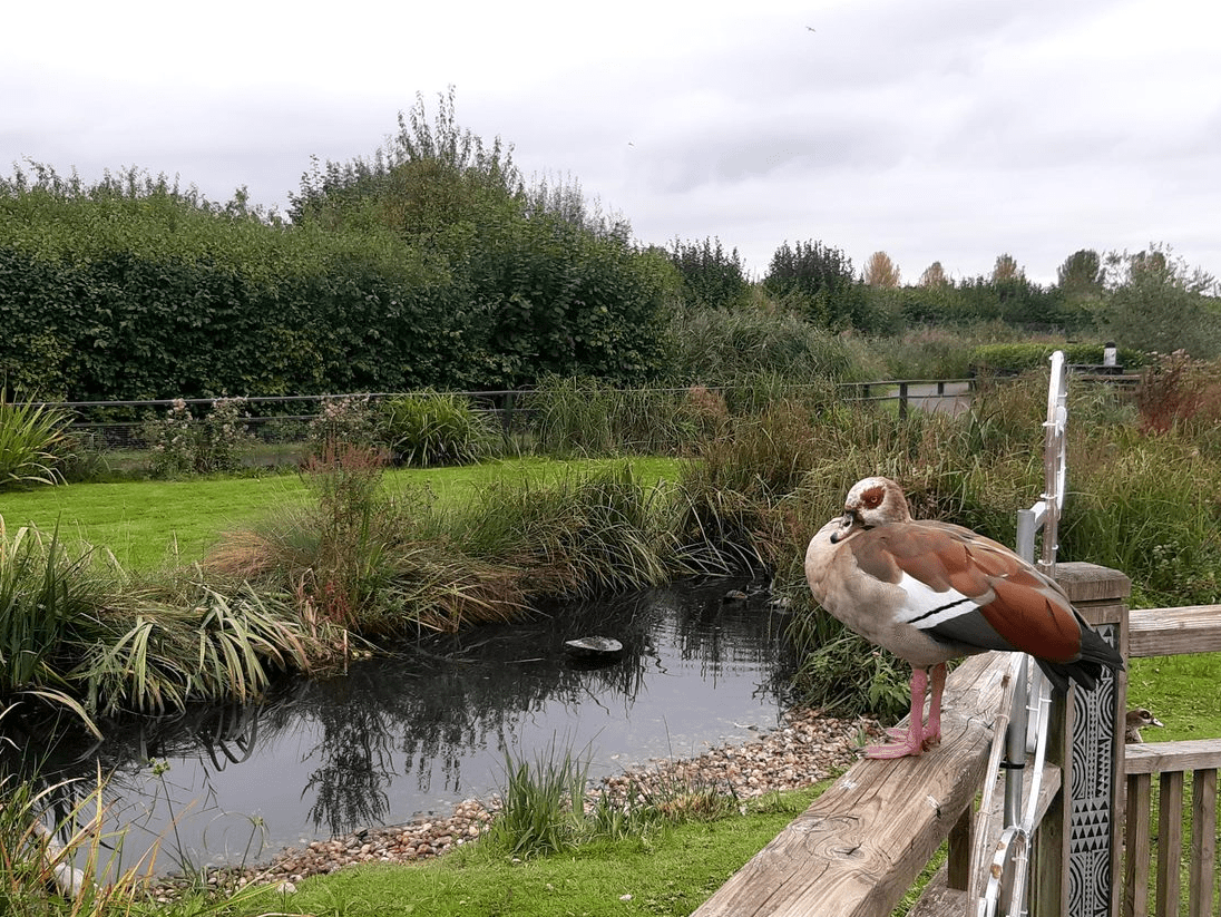 Blue Prescribing Project - photo bird